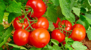 Tomatoes